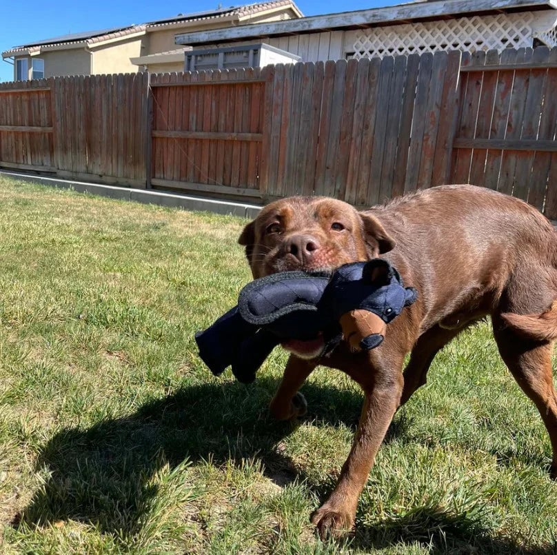 BearTough Indestructible Dog Chew Toy