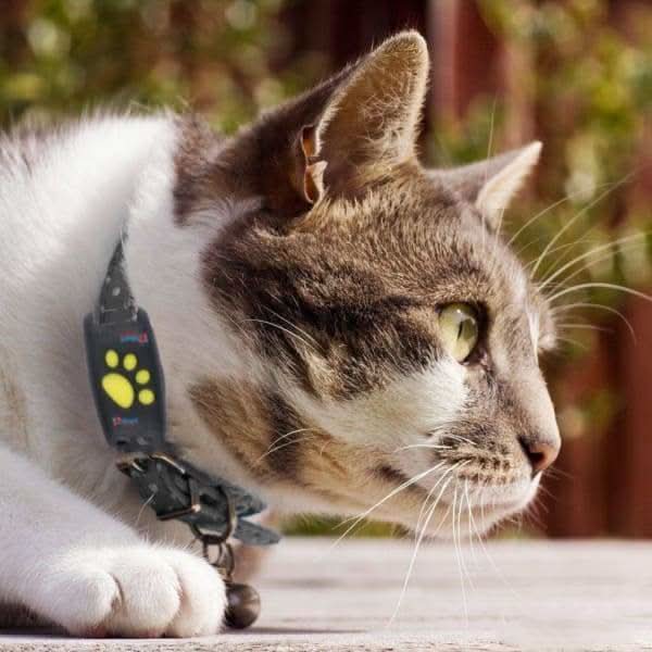 Smart Pet Collar – Stay Connected with Your Furry Friend - Image 4
